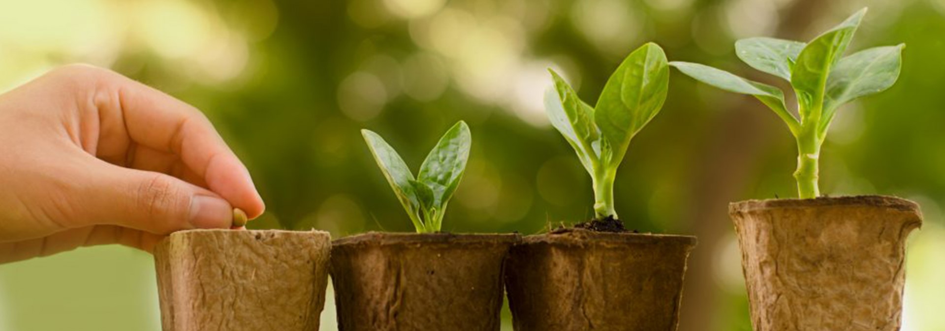 sowing-creating-saplings