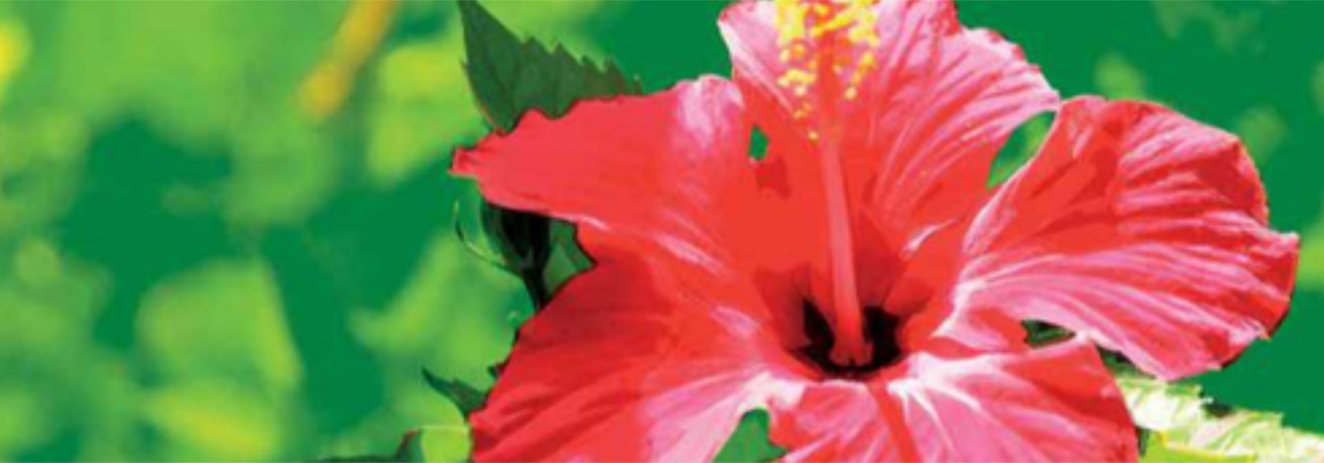 <h1 class="inner"><h1 class="banner-left-text">Flower Show - Hibiscus</h1></h1>