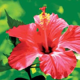 Flower Show - Hibiscus