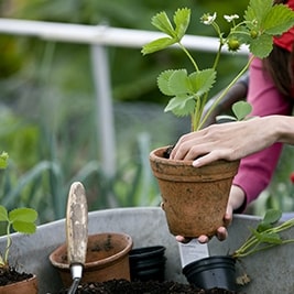 Perfecting The Potting Mix