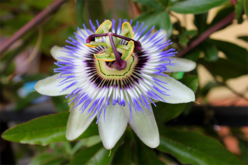 Winter Flowers