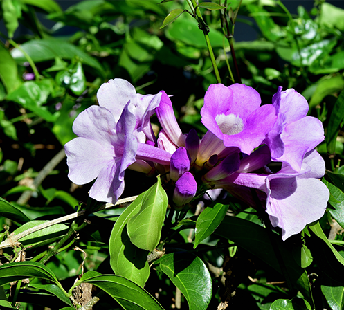 Winter Flowers